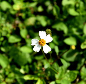 Close-up of white flower blooming outdoors