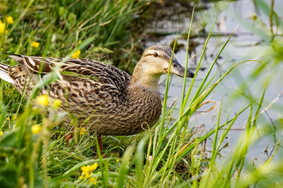 Close-up of a bird on field