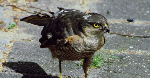 Close-up portrait of eagle