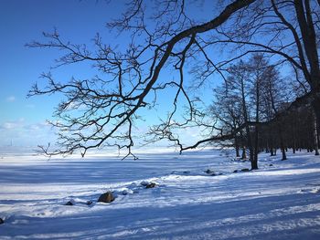 Bare trees on snow covered land against sky