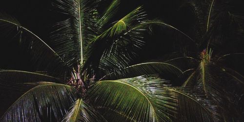 Close-up of palm trees at night