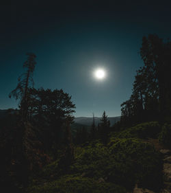 Low angle view of trees against sky at night