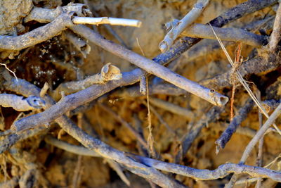 High angle view of dry plants on field during winter