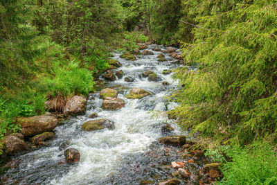 Stream flowing through rocks in forest