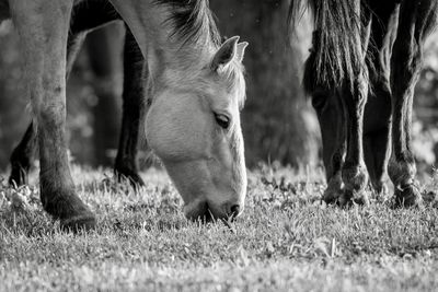 Horses in a field