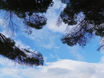 Low angle view of tree against sky