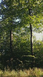 Trees growing in park