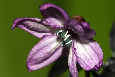 Close-up of purple flower