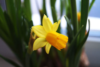 Close-up of yellow flower