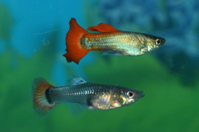 Close-up of fish swimming in water