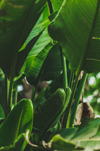 Close-up of green leaves