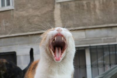 Close-up of cat yawning