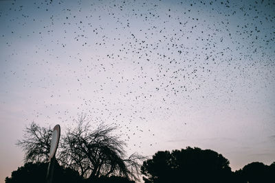 Low angle view of birds flying against sky at dusk