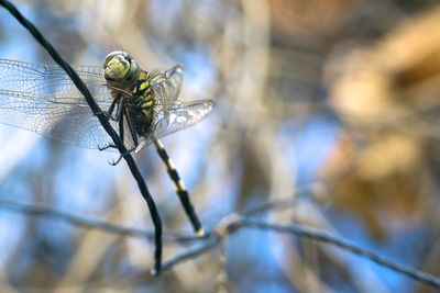 Close-up of damselfly on leaf