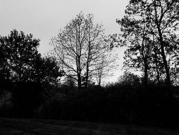 Bare trees on field