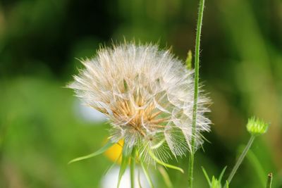 Close-up of dandelion flower