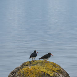 Birds perching on rock