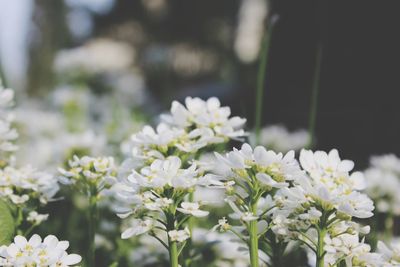 Close-up of white flowers