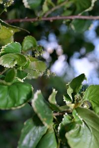 Close-up of fresh green plant