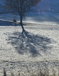 Bare trees on snow covered landscape