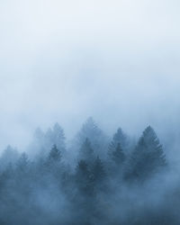 Trees in foggy weather