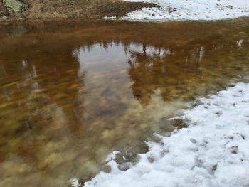 Reflection of trees in water