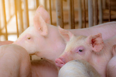 Cute piglet in farm. livestock farming. animal meat market. african swine fever and swine flu .