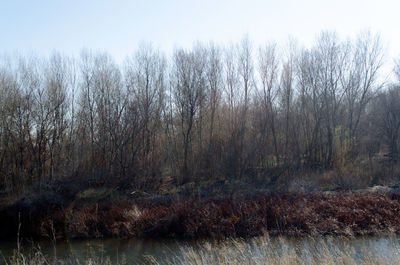 Bare trees by river against sky