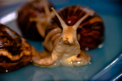Close-up of crab in plate