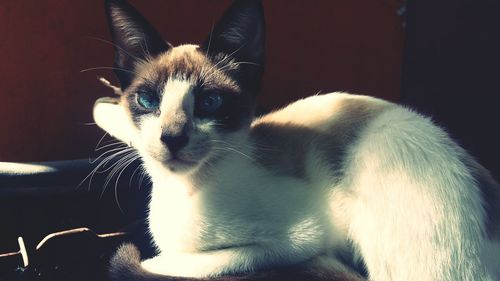 Close-up portrait of cat