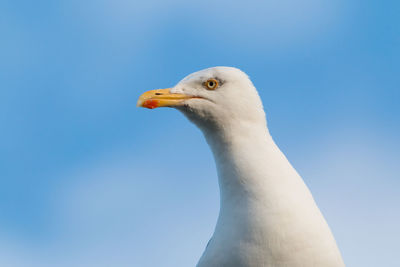 Low angle view of seagull against clear blue sky