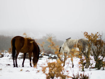 Horses on snow covered field