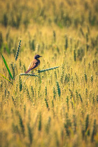 Bird perching on plant in field