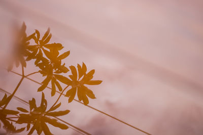 High angle view of flowering plant