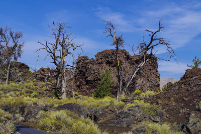 Low angle view of trees on rock formation against sky