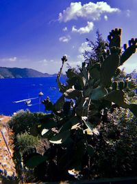 Scenic view of sea and plants against sky