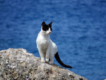 White cat on rock against sea
