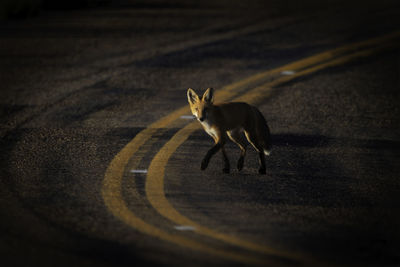 Beautiful red fox crossing the road while sunset