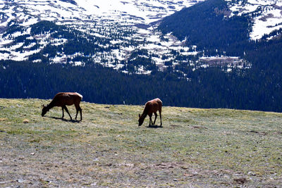 Horses grazing in a field
