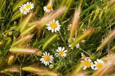 Close-up of daisy flowers blooming in field