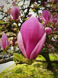 Close-up of pink flowers