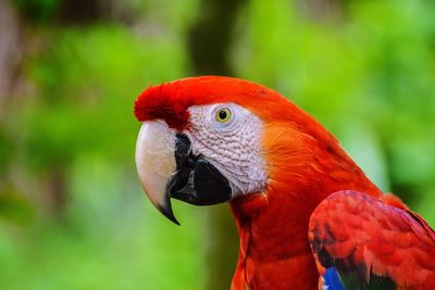 Close-up of scarlet macaw