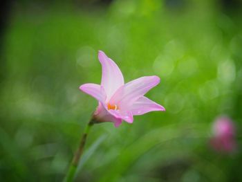 Close-up of pink flowering plant