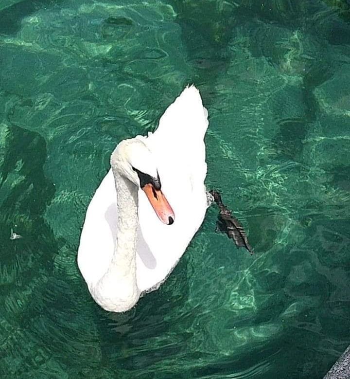 water, high angle view, animal themes, animal, animals in the wild, vertebrate, animal wildlife, waterfront, swimming, day, bird, no people, nature, one animal, lake, water bird, swan, beauty in nature, outdoors, turquoise colored