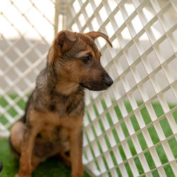 Dog looking away while sitting on metal