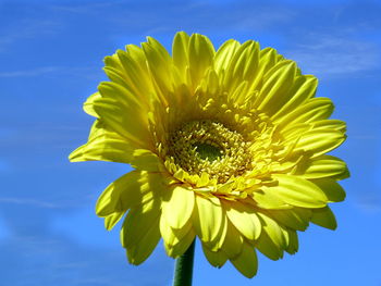 Close-up of yellow sunflower against blue sky