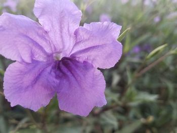 Close-up of blue flower blooming outdoors