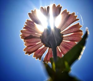 Close-up of flower blooming outdoors