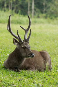 Beautiful sambar deer horn in khaoyai national park thailand