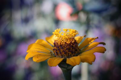 Close-up of yellow flowering plant